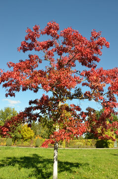 Scharlach-Eiche mit roten Bl&auml;ttern in Herbstlandschaft