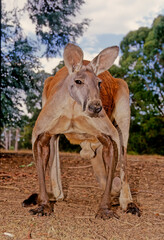 Red kangaroo