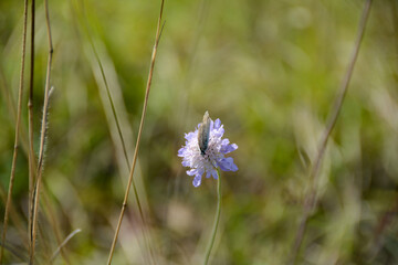 A common blue   butterfly on a flower