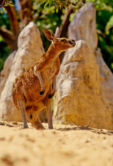 Red kangaroo © miropa20