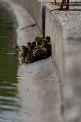 Mallard Duckling Duckling Huddled Together group shot low level water view
