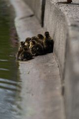 Mallard Duckling Duckling Huddled Together group shot low level water view