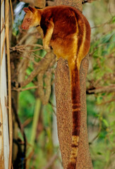 Matschie's tree-kangaroo