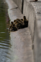 Mallard Duckling Duckling Huddled Together group shot low level water view