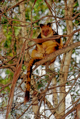 Matschie's tree-kangaroo