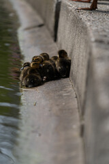 Mallard Duckling Duckling Huddled Together group shot low level water view