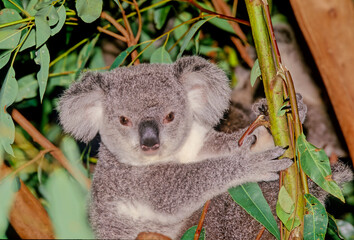 Koala