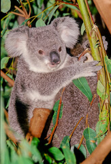 Koala
