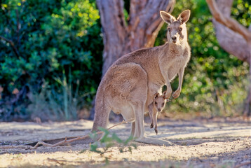 The eastern grey kangaroo (Macropus giganteus) is a marsupial found in the eastern third of Australia, with a population of several million