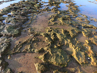 Rocky shore after low tide near the Argentine town of Las Grutas