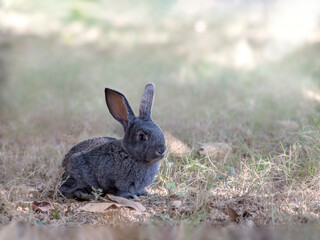 木漏れ日の差し込む枯草の中に座り休む黒い子ウサギ