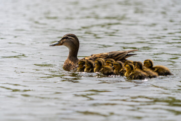 Mallard Duckling Duckling Huddled Together group shot low level water view