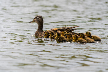 Mallard Duckling Duckling Huddled Together group shot low level water view