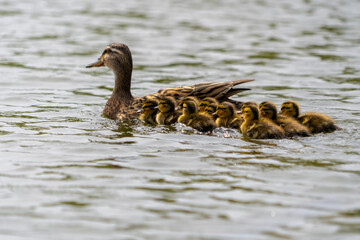 Mallard Duckling Duckling Huddled Together group shot low level water view