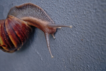 snail on the gray wall