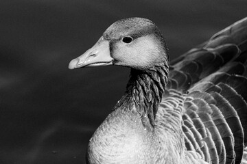 Close up of Grey Lag Goose Head with Brown Feathers and Organge Beak