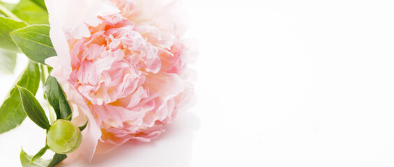 Romantic banner, delicate white peonies flowers close-up.