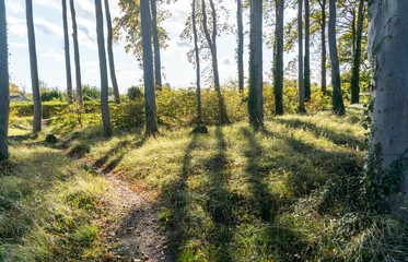 backlight scene in the forest, Grass and trees