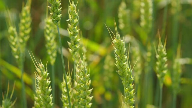 Farming ecological nature wheat germ concept. Yellow and green spikes sway in wind. Close up.