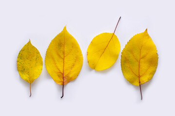 Autumn colorful leaves on white background