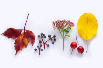Autumn leaves, flowers and berries on white background