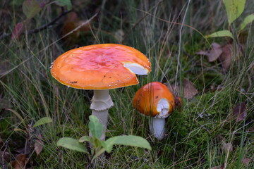 red mushroom in the forest