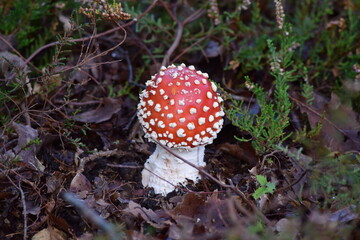 amanita muscaria fly mushroom