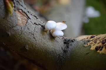 mushroom on tree with fly 