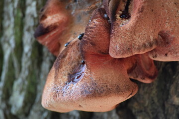 close up red tree mushroom