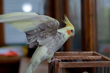 Cute yellow red cheeks cockatiel. Close-up cockatiel corella parrot sitting on a cage, spread wings 