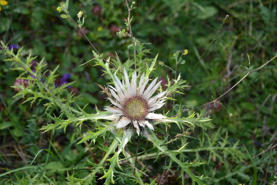 Flower of a silver thistle