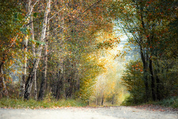 autumn in the forest