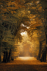 Aleja drzew, jesienny krajobraz - obrazy, fototapety, plakaty