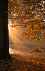 Jesień, aleja drzew promienie słońca