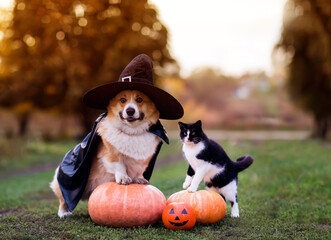  friends a cat and a corgi dog in a carnival black cap and raincoat are sitting among orange Halloween pumpkins in the autumn garden