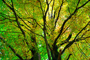 Fototapeta premium autumn leaves in the forest