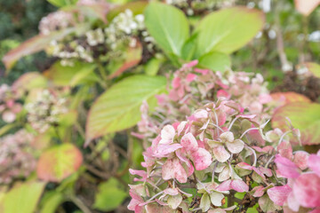 blossom flower in the garden