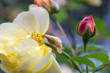 Graceful shoots yellow roses with buds and fading flowers against a dark green garden
