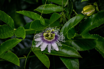 Beautiful Passiflora also known as the passion flowers or passion vines. Purple color flower with green bokeh background seen full blooming during spring hike to a lake in uttarakhand in India.