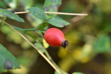 The picture shows an autumn natural landscape, a pink rose hip on a bush branch.