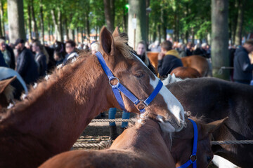 ponies, Horse market, Zuidlaardermarkt, Drenthe Netherlands, horses, trading, tradition, 