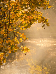 Tło jesień © Iwona