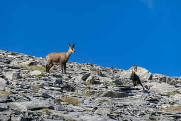 Wild mountain goat (chamois) on Mount Olympus (Mytikas, Skala, Stefani, Skolio) in Mt Olympus National Park, Thessaly, Greece, Europe. Scenic view on mountain ridge with cloudless deep blue background