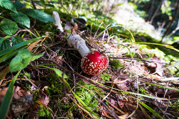 poisonous mushroom Amanita. mushrooms in the forest