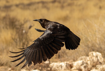 Crow bird flying - as the crow flies