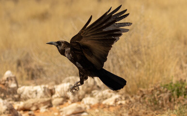 Black Cape Crow flying - raven flies