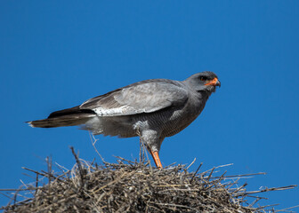 Gabar goshawk on a nest