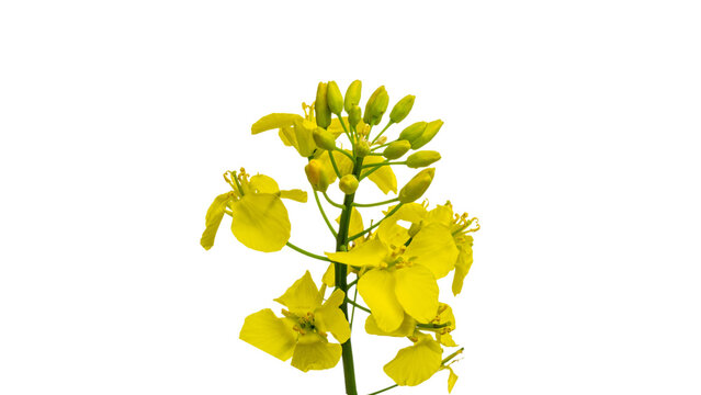Rapeseed flower. Yellow rape flowers for healthy food oil on fie
