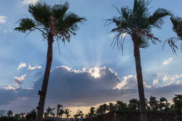 Palm trees and rays of light above the cloud