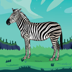 Fototapeta na wymiar Zebra standing, vector illustration